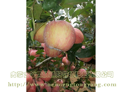 棲霞蘋(píng)果